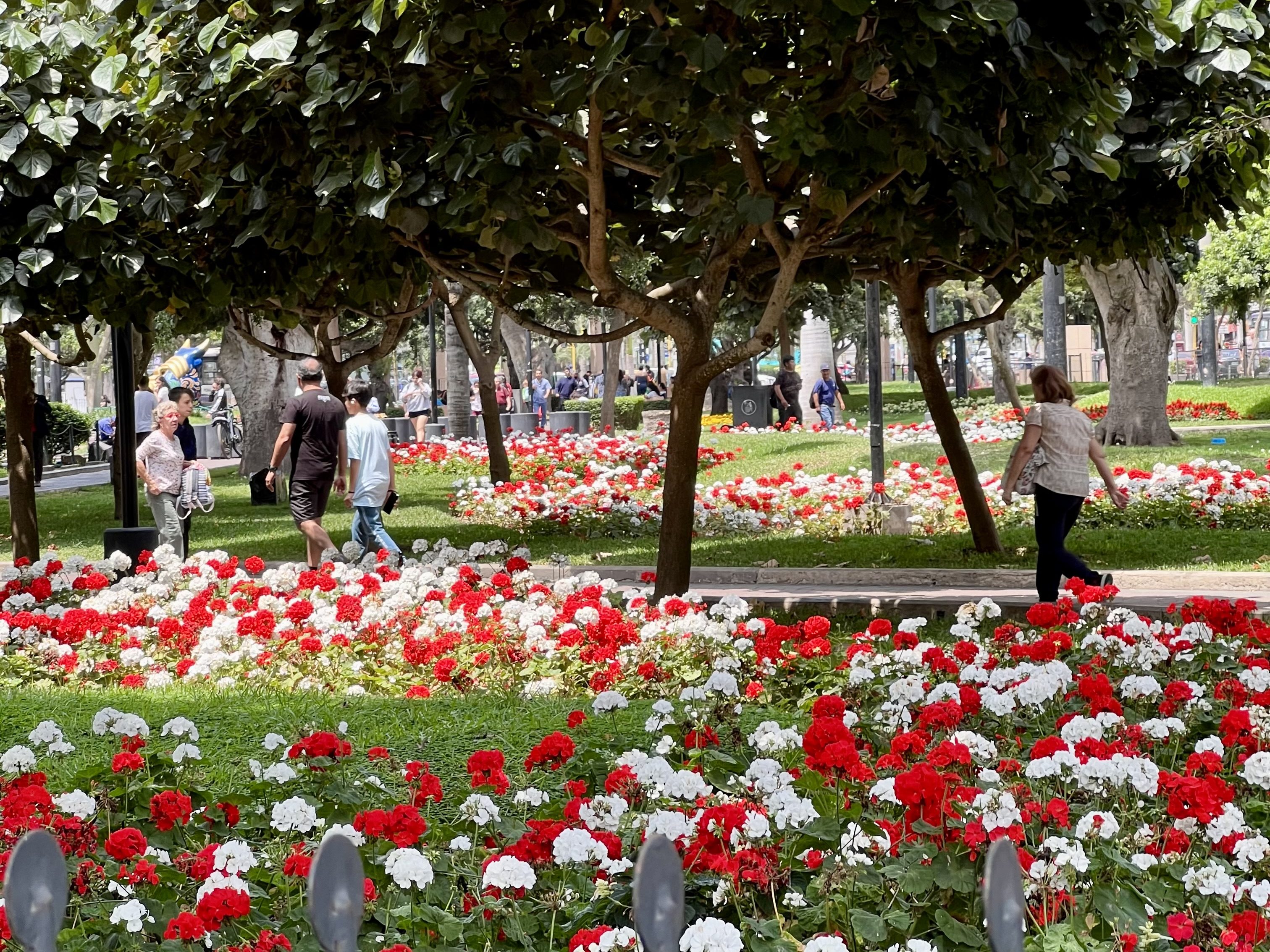 Ein schöner Park in Lima (Parque Kenedy) mit bunten Blumenbeeten in rot und weiß, wo einige Menschen spazieren gehen und die grüne Umgebung genießen.